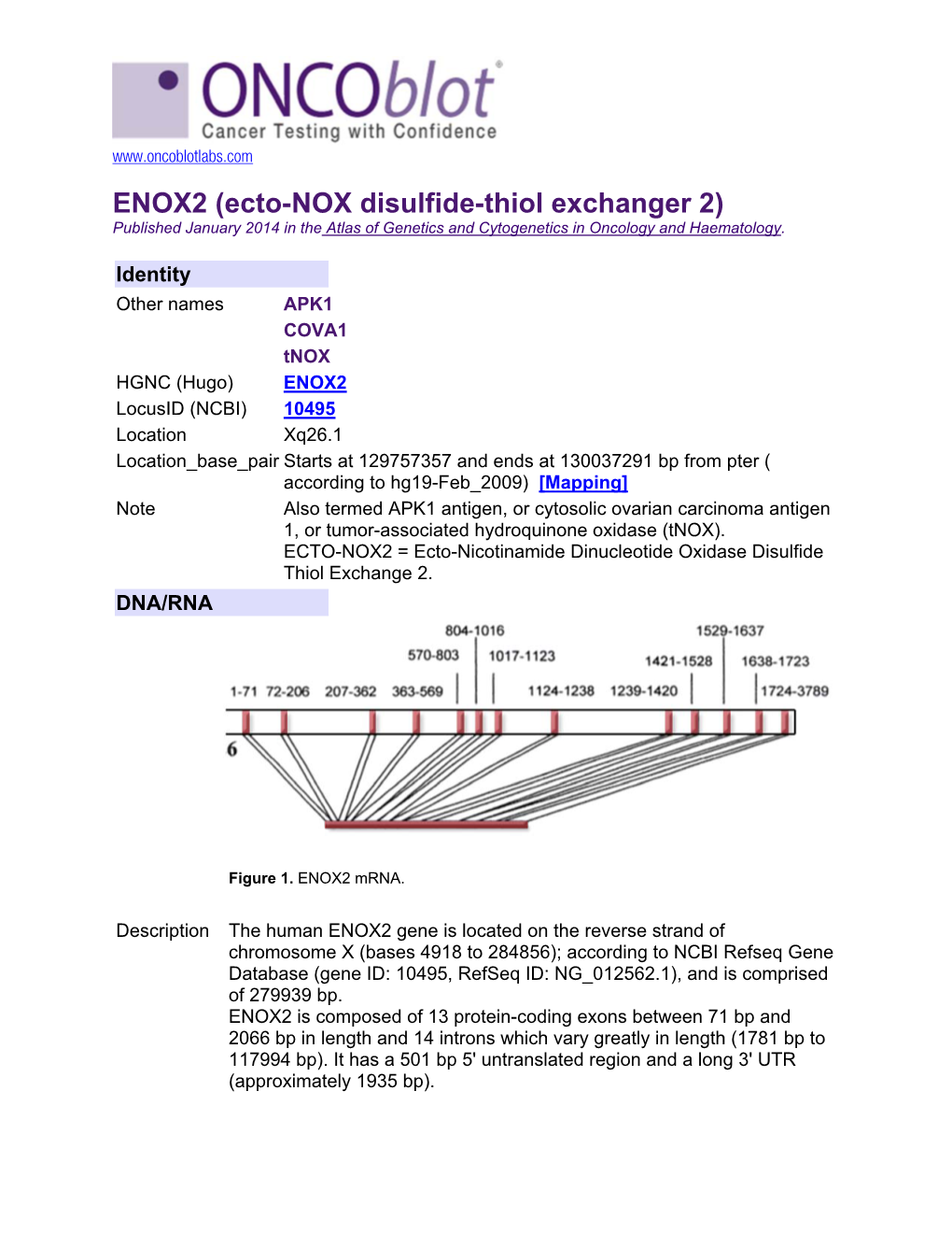 ENOX2 (Ecto-NOX Disulfide-Thiol Exchanger 2) Published January 2014 in the Atlas of Genetics and Cytogenetics in Oncology and Haematology