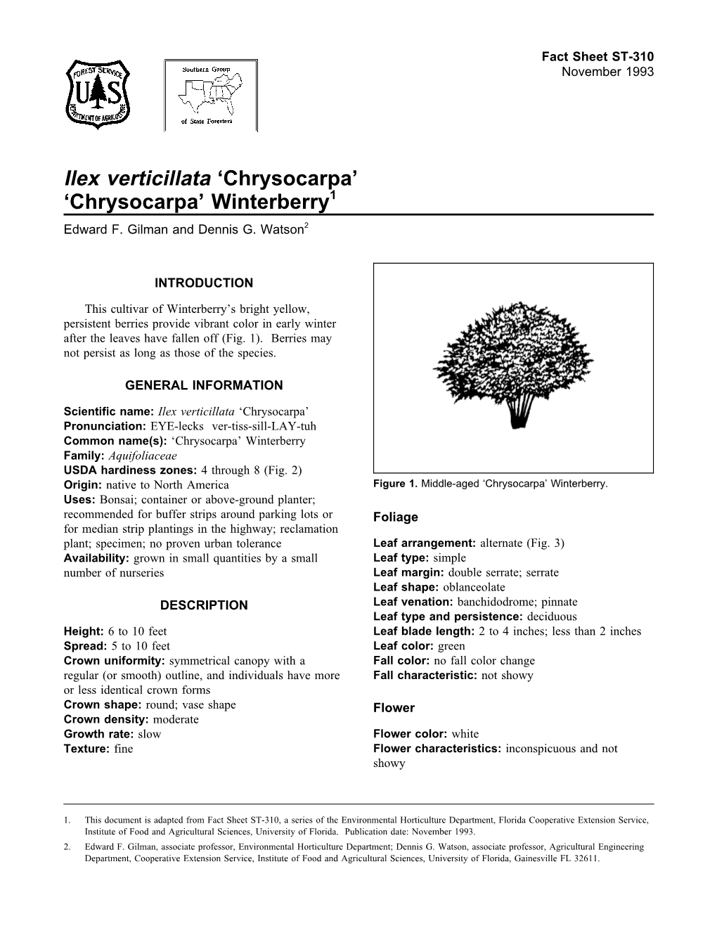 Ilex Verticillata 'Chrysocarpa'