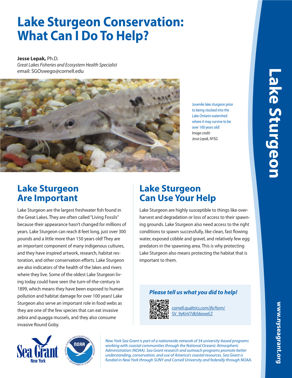 Lake Sturgeon Conservation: What Can I Do to Help?