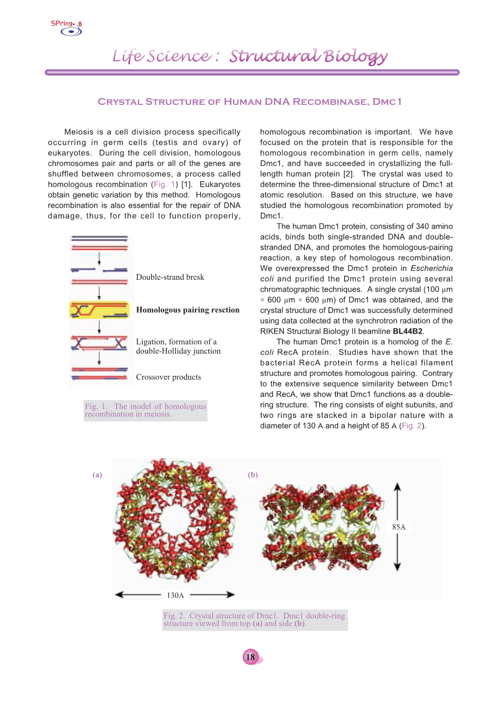 Crystal Structure of Human DNA Recombinase, Dmc1