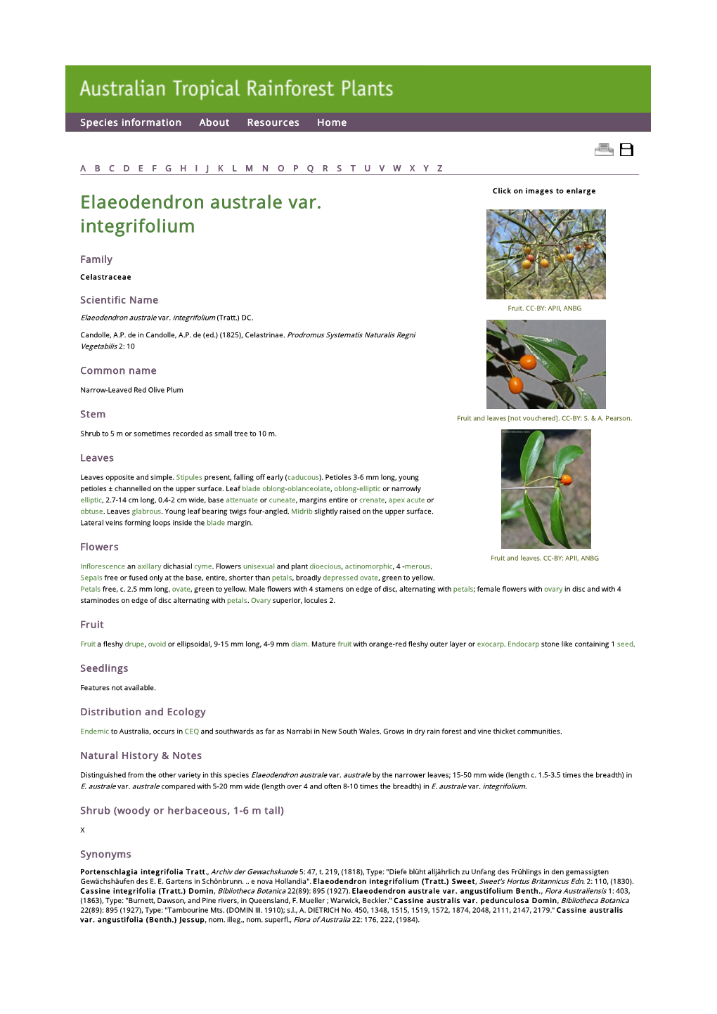 Elaeodendron Australe Var. Integrifolium (Tratt.) DC