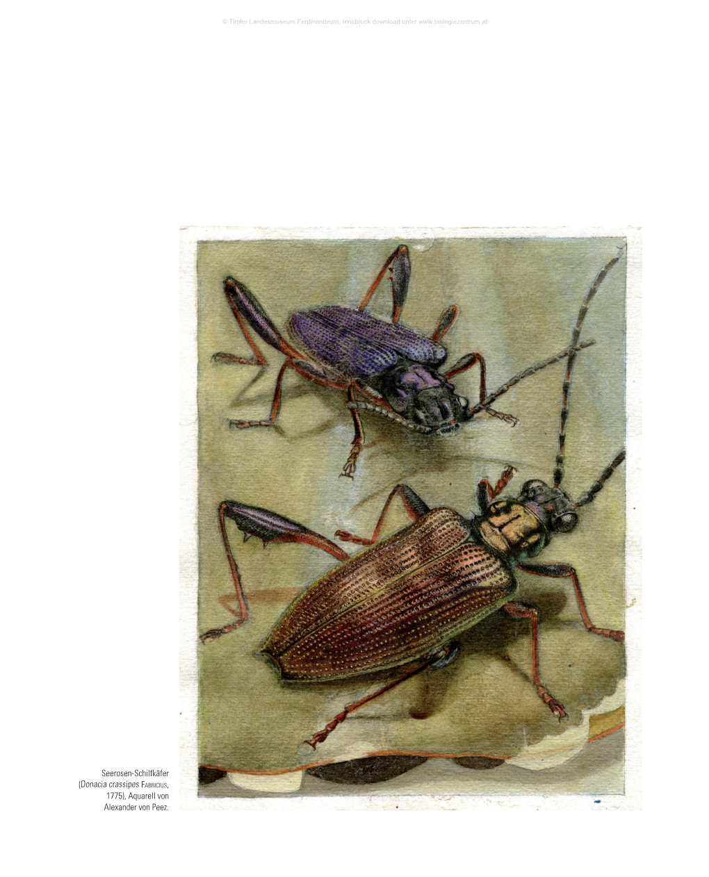 (Donacia Crassipes Fabricius, 1775), Aquarell Von Alexander Von Peez