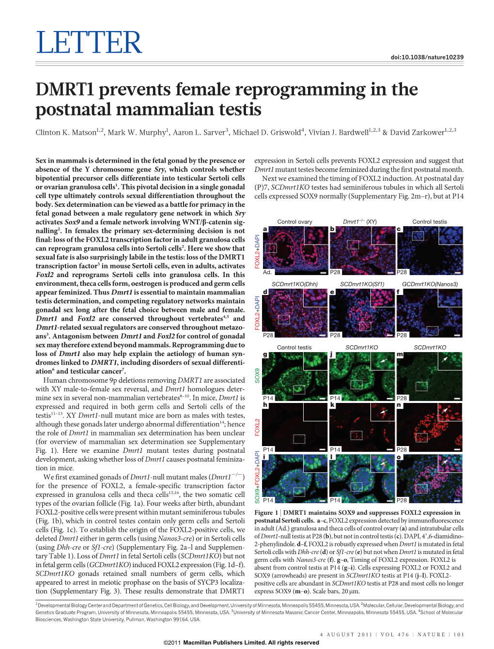 DMRT1 Prevents Female Reprogramming in the Postnatal Mammalian Testis
