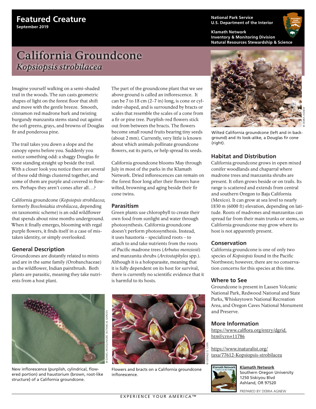California Groundcone Kopsiopsis Strobilacea
