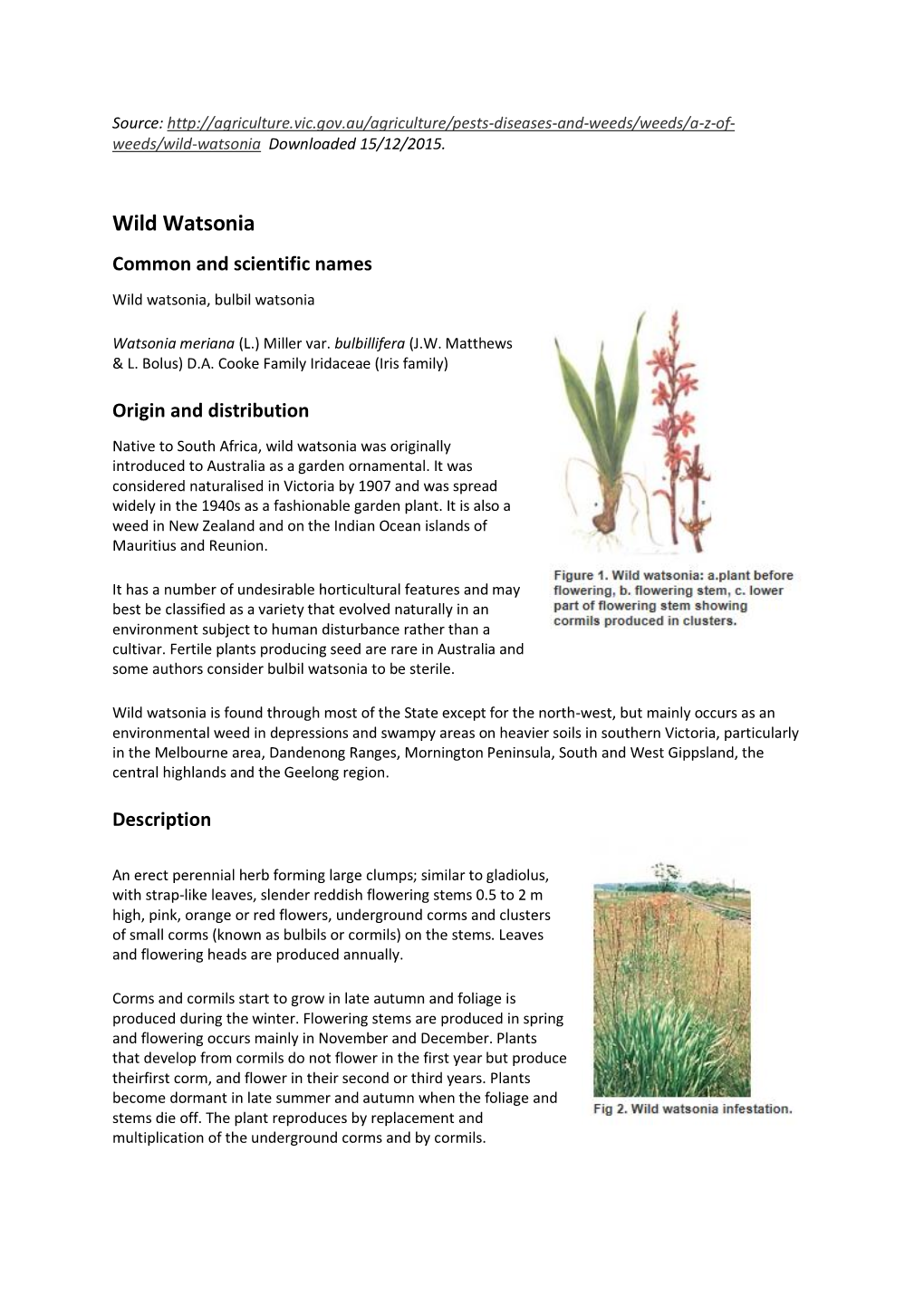 Wild Watsonia Common and Scientific Names