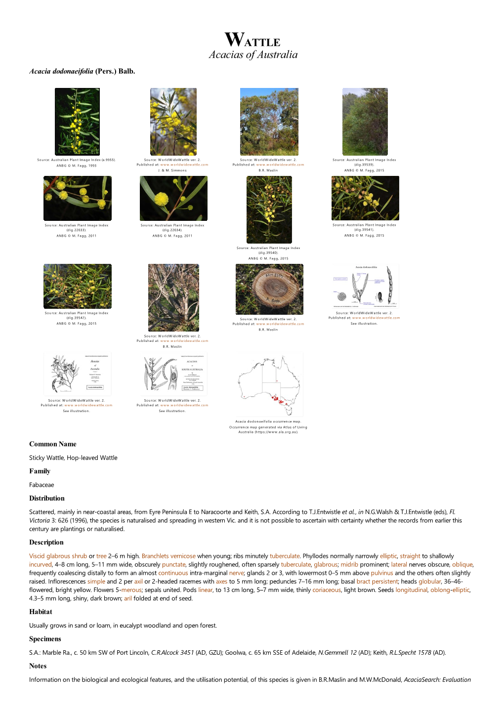 Acacia Dodonaeifolia (Pers.) Balb