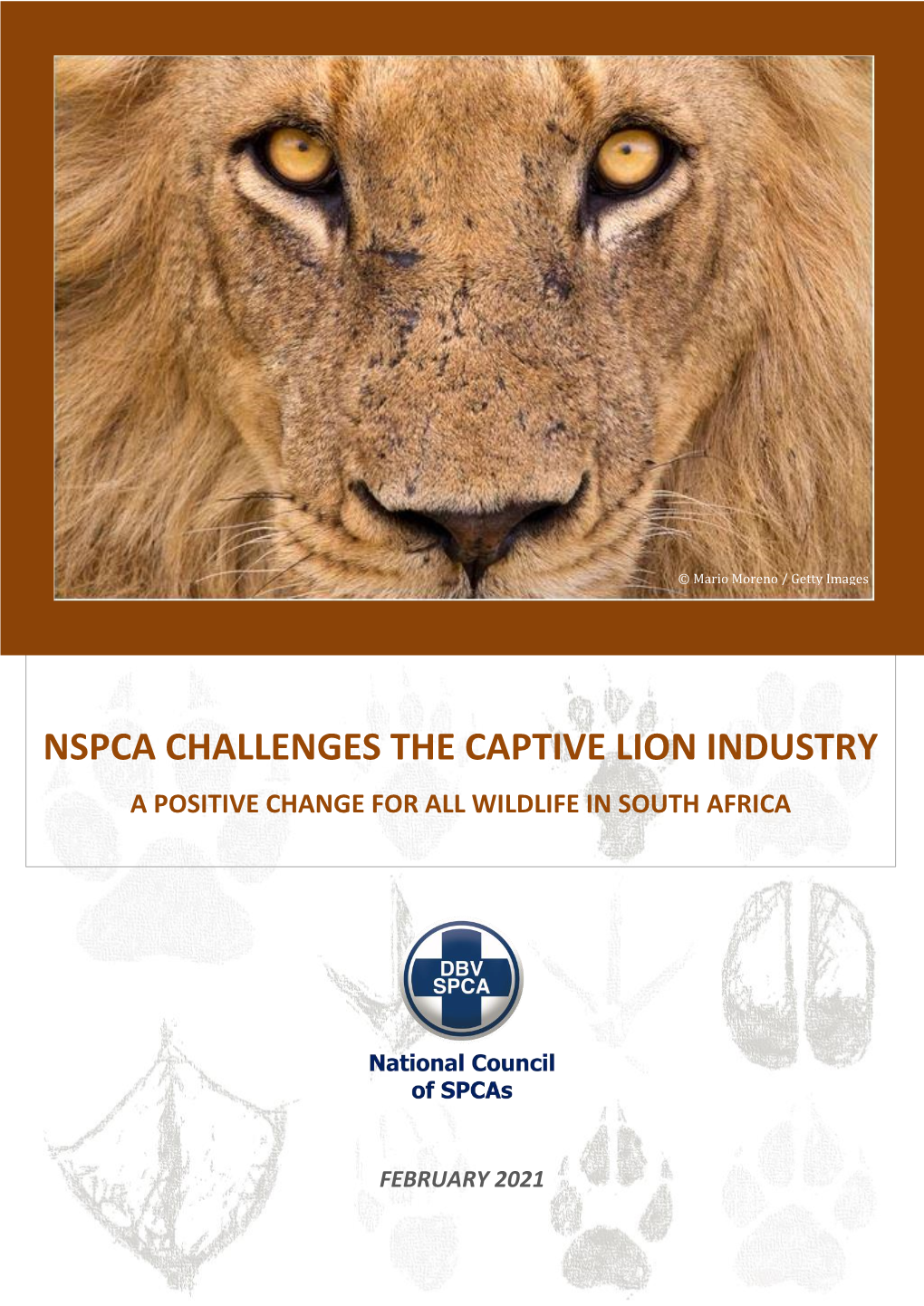 Nspca Challenges the Captive Lion Industry