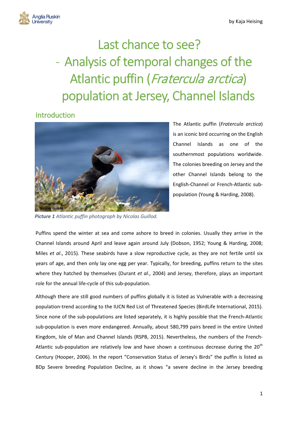 Atlantic Puffin