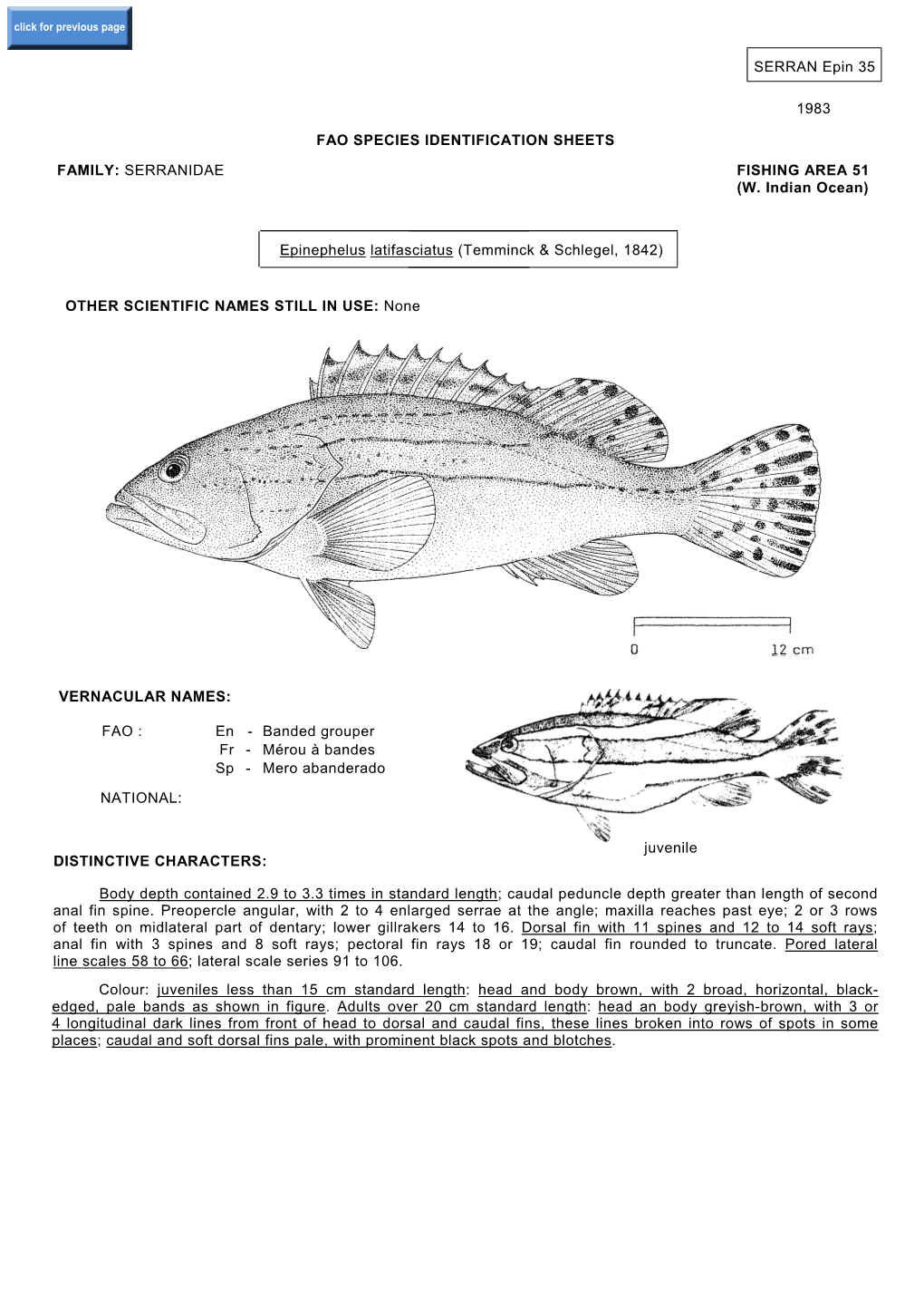 Epinephelus Latifasciatus (Temminck & Schlegel, 1842)