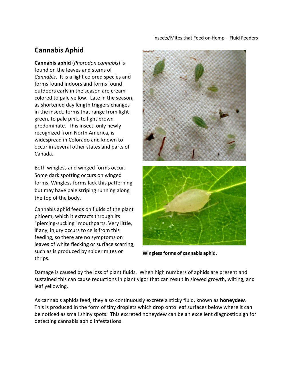 Cannabis Aphid