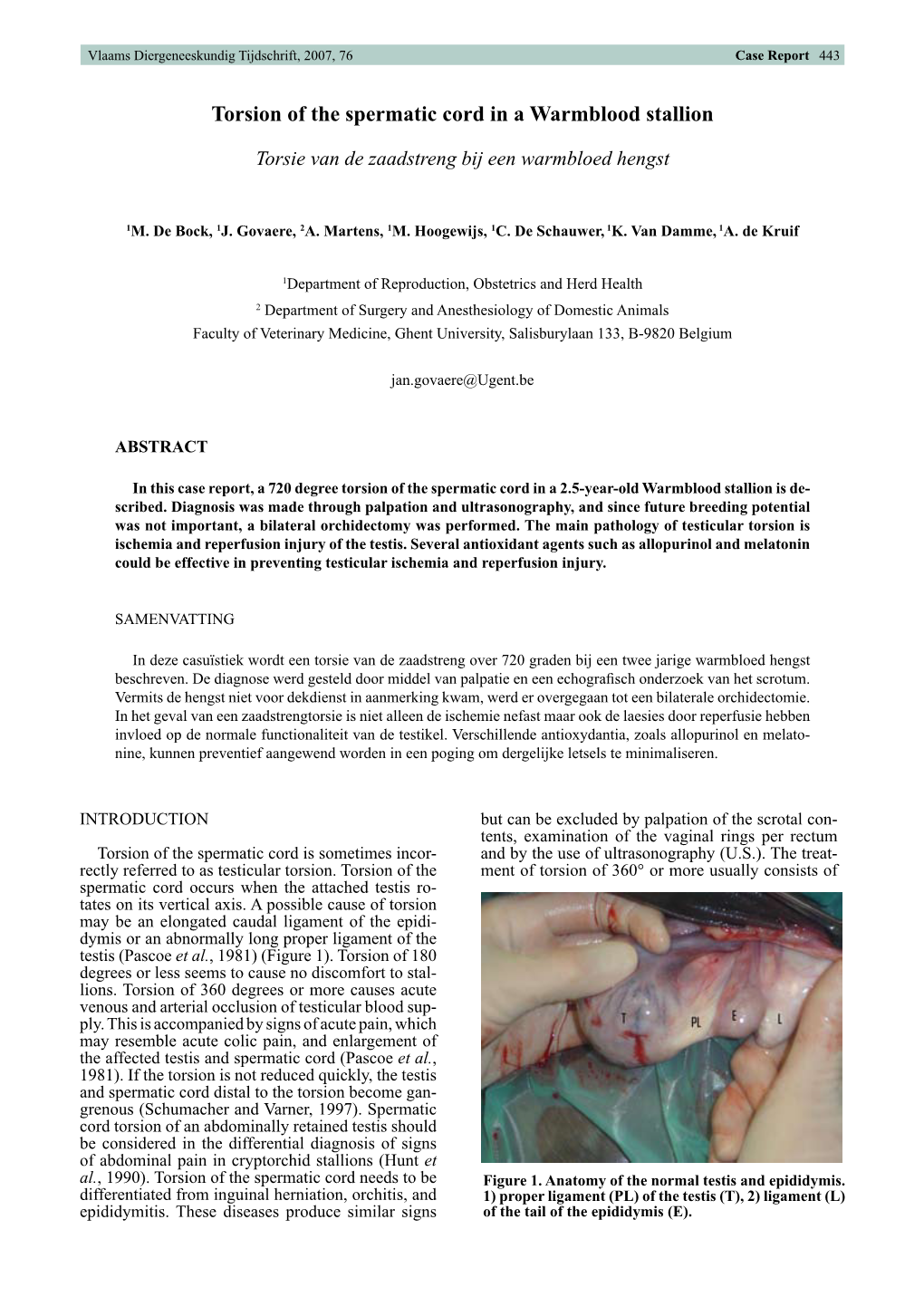 Torsion of the Spermatic Cord in a Warmblood Stallion