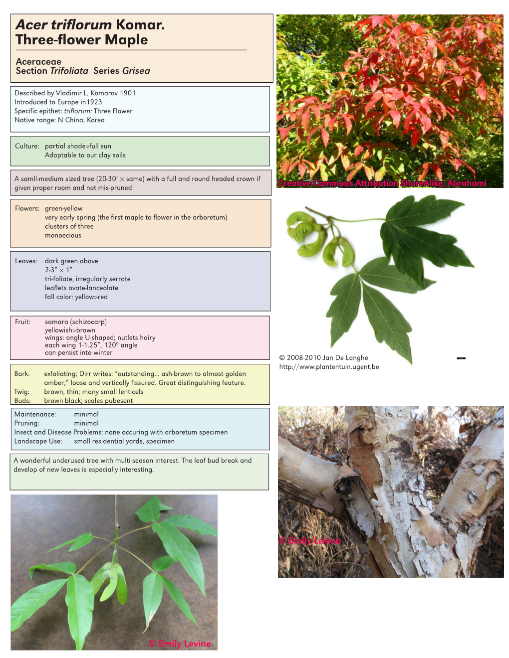 Acer Triflorum Komar