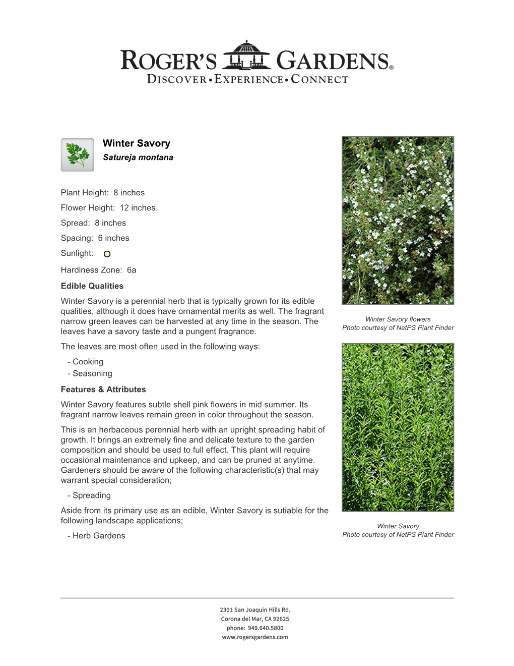 Roger's Gardens Winter Savory