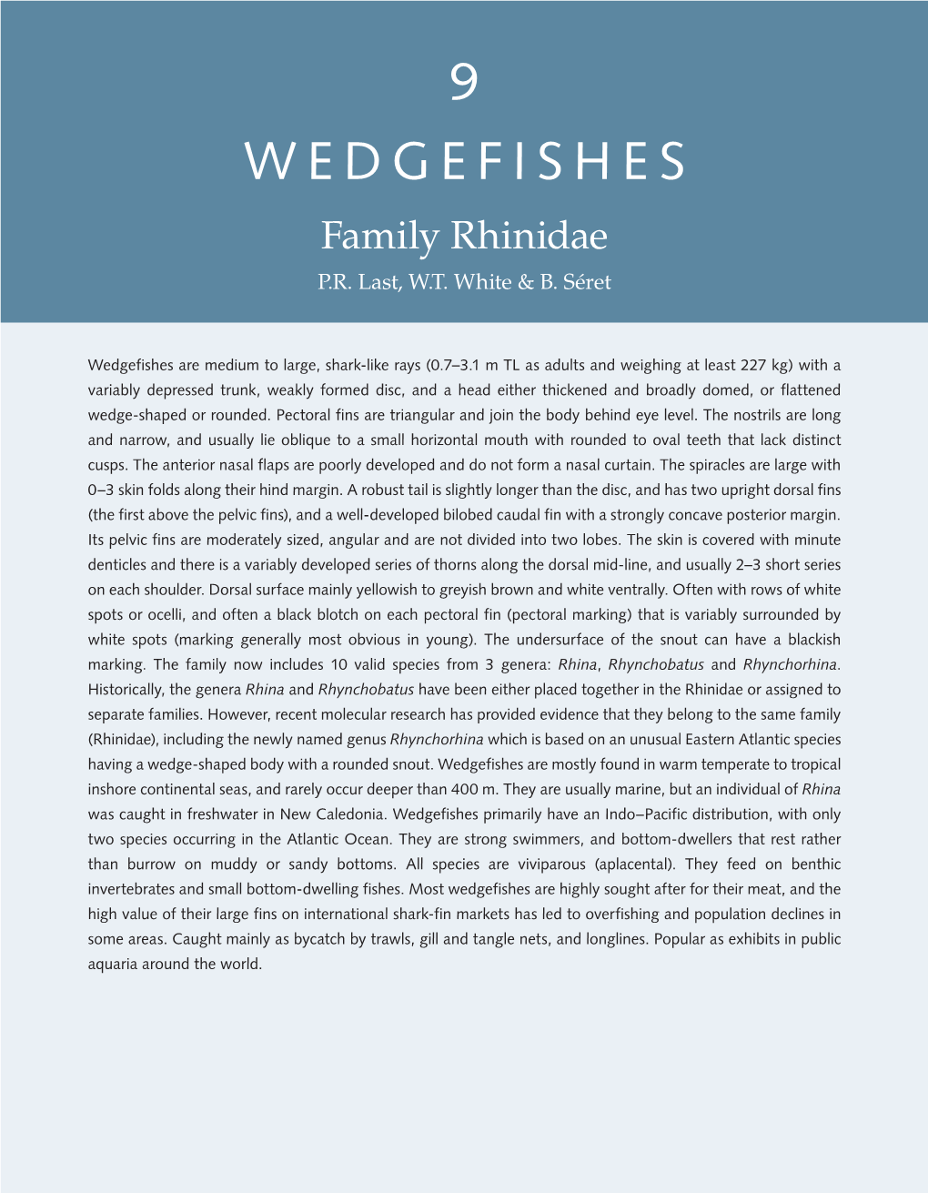 Wedgefishes : Family Rhinidae