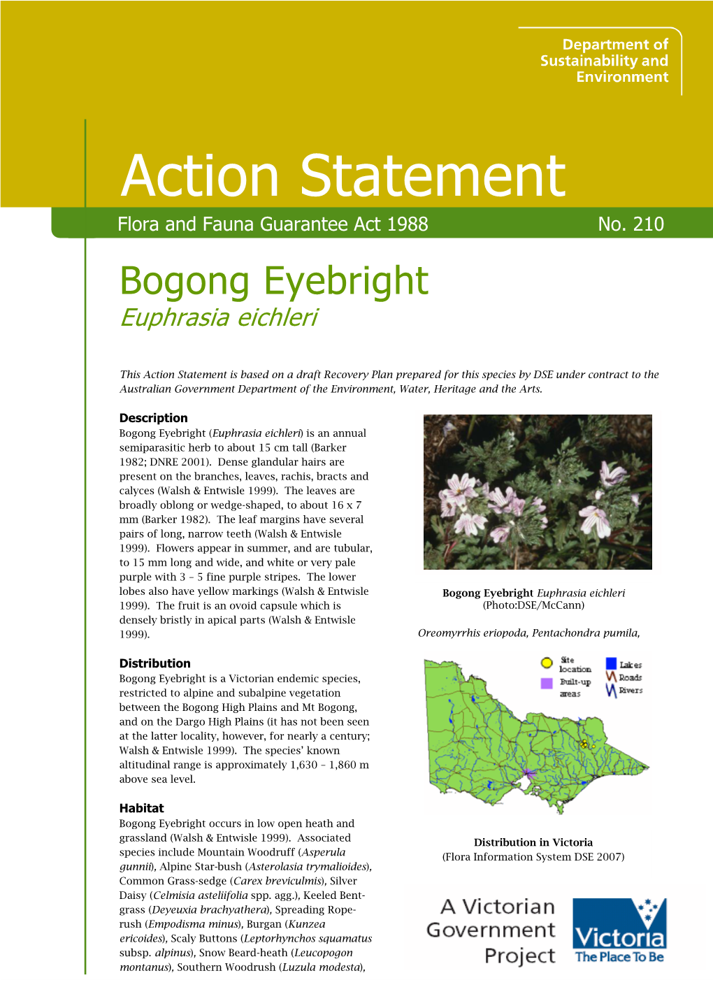 Bogong Eyebright