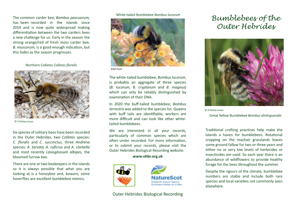 Bumblebees of the Outer Hebrides