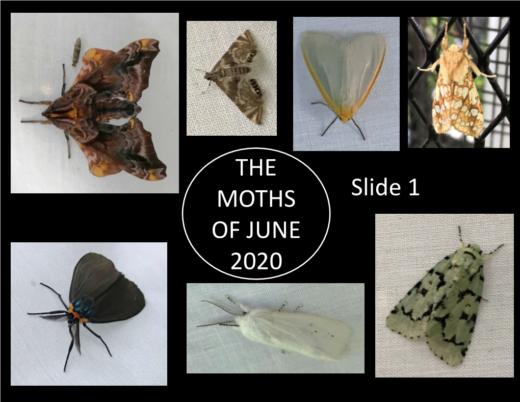 THE MOTHS of JUNE 2020 Slide 1