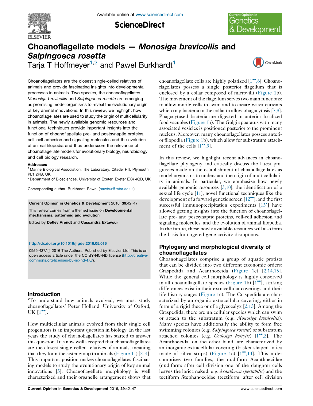 Choanoflagellate Models — Monosiga Brevicollis and Salpingoeca Rosetta