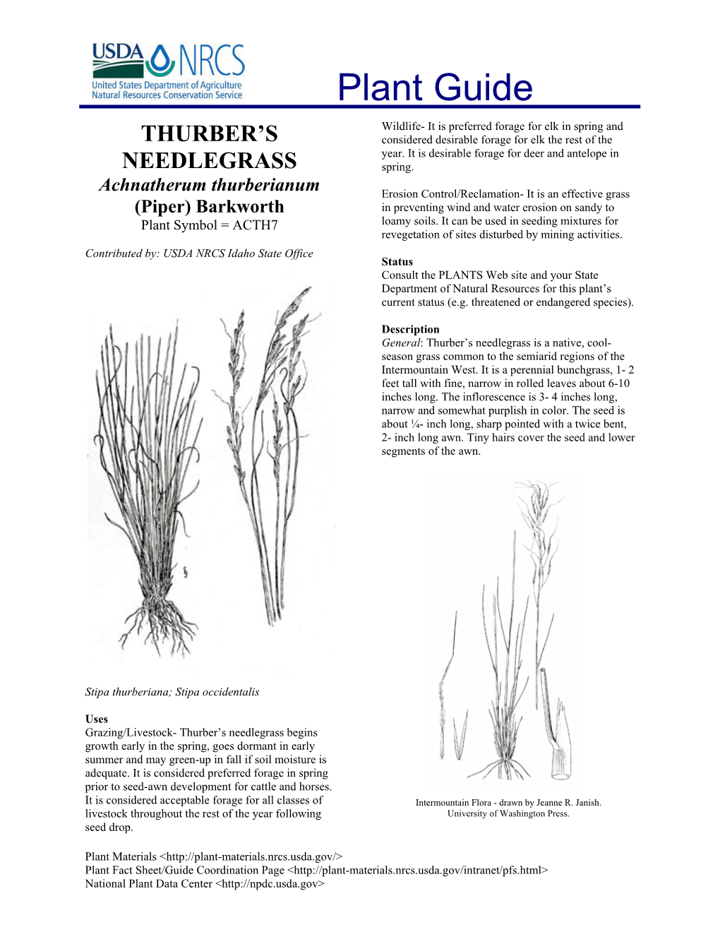 Thurber's Needlegrass