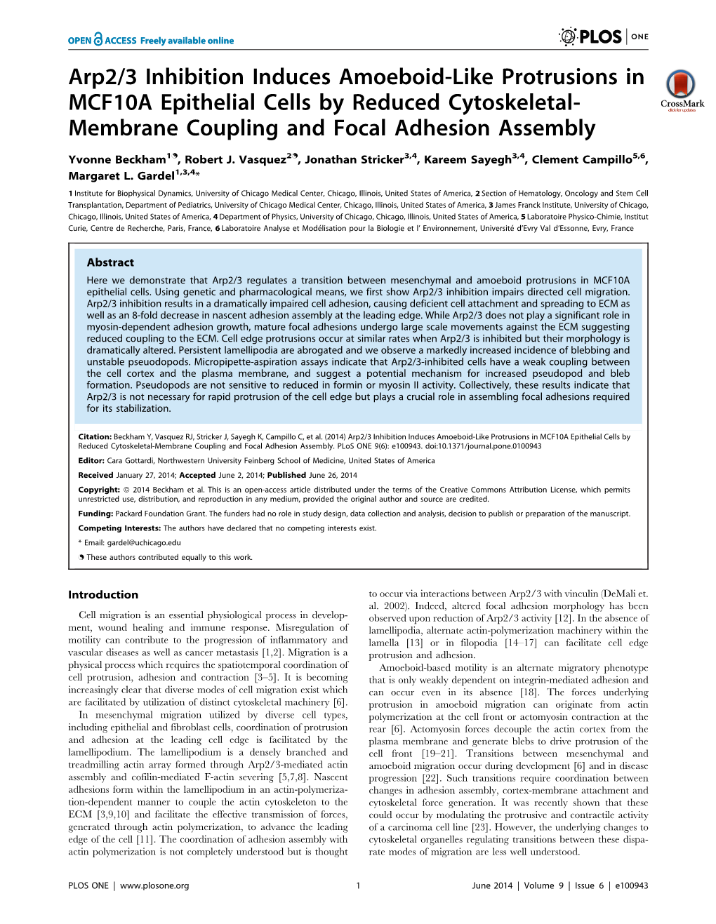 Arp2/3 Inhibition Induces Amoeboid-Like Protrusions in MCF10A Epithelial Cells by Reduced Cytoskeletal- Membrane Coupling and Focal Adhesion Assembly