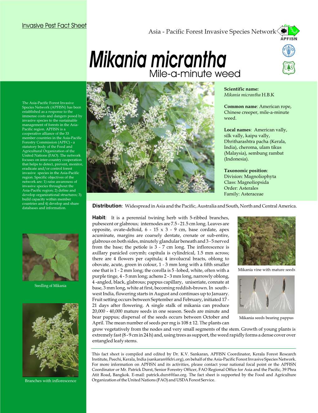 Mikania Micrantha Mile-A-Minute Weed