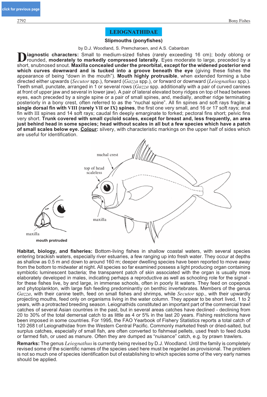 LEIOGNATHIDAE Slipmouths (Ponyfishes) by D.J