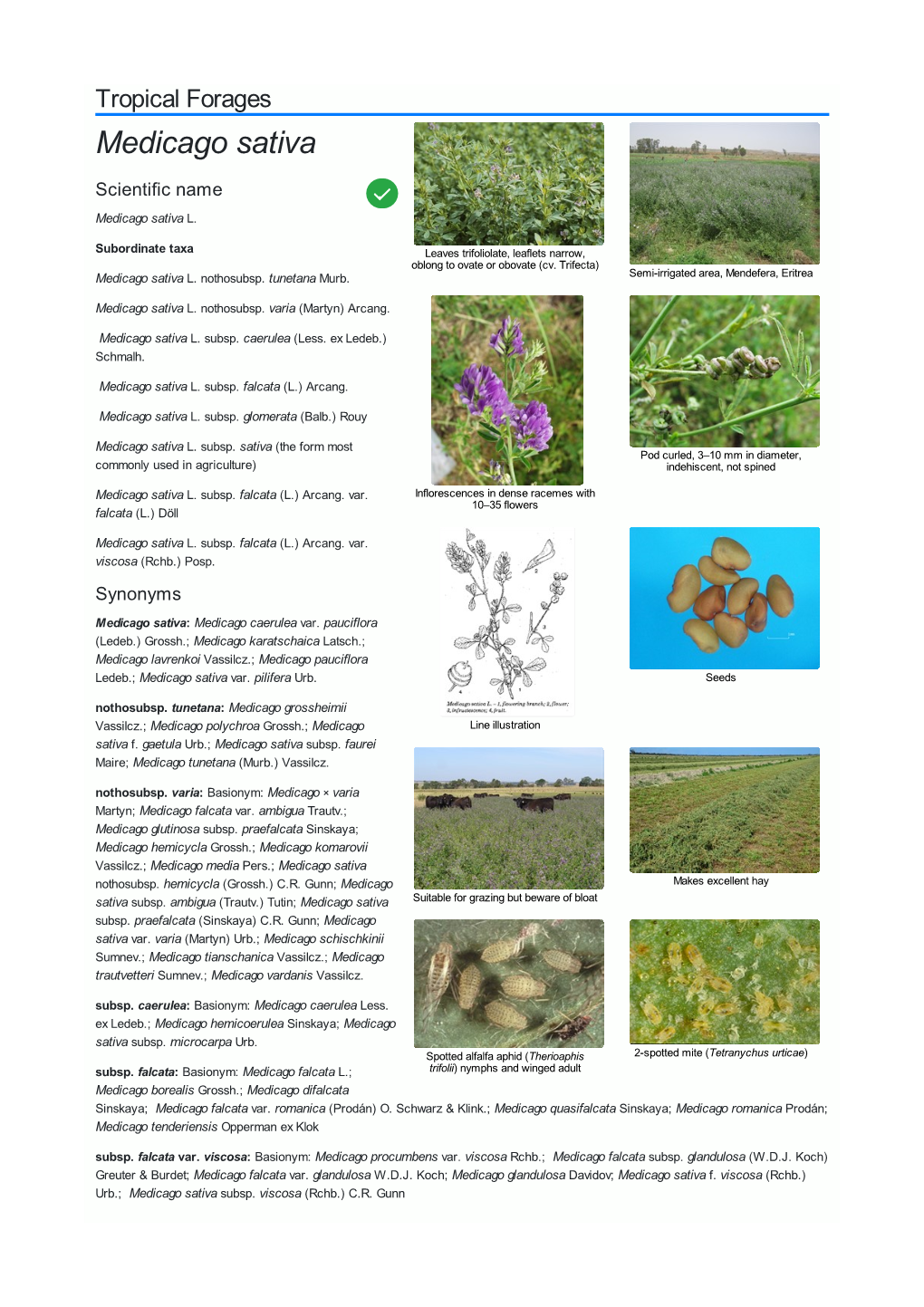 Medicago Sativa Scientific Name  Medicago Sativa L