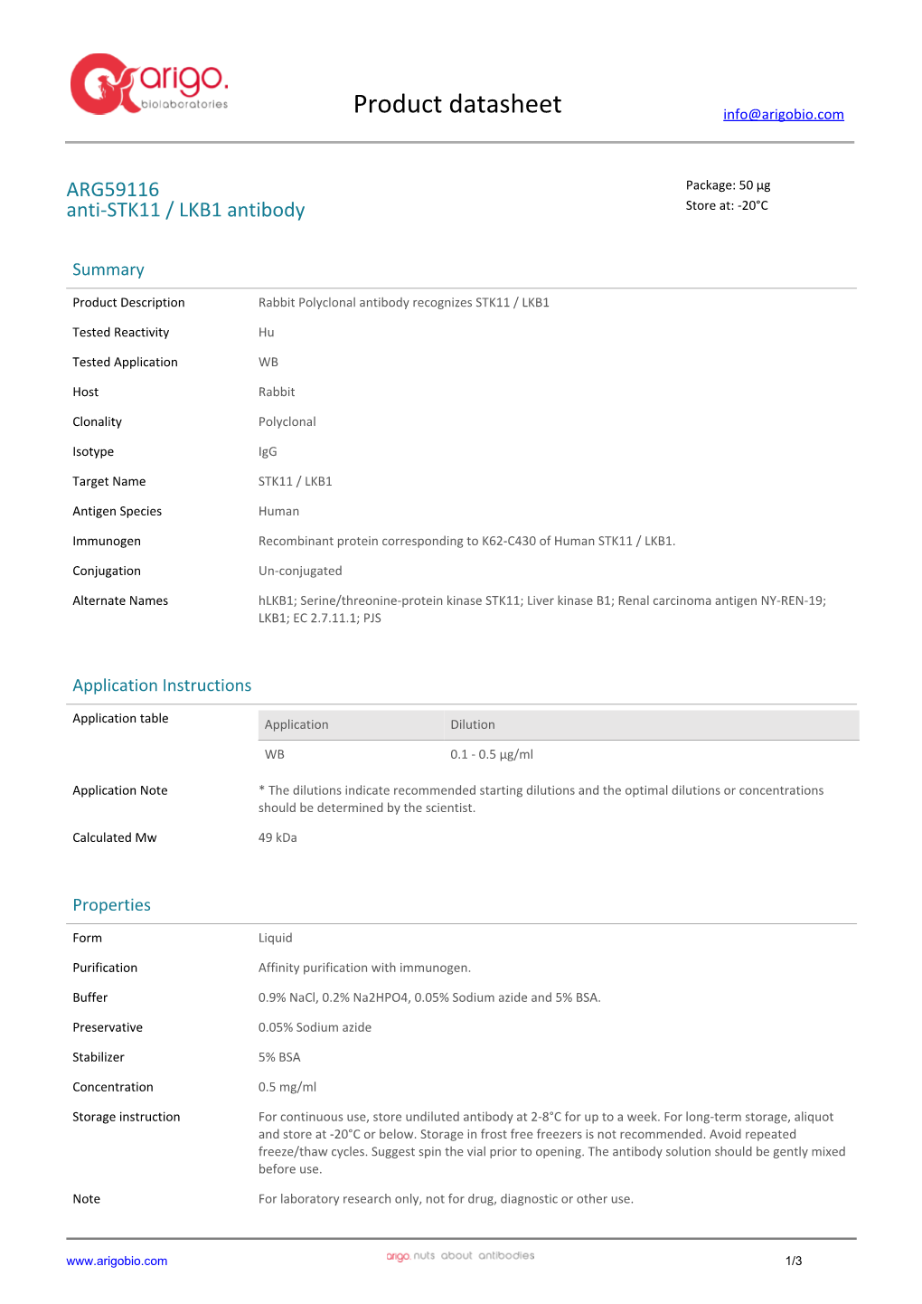 Anti-STK11 / LKB1 Antibody (ARG59116)