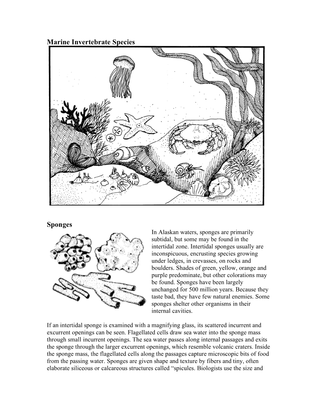 Marine Invertebrate Species Sponges