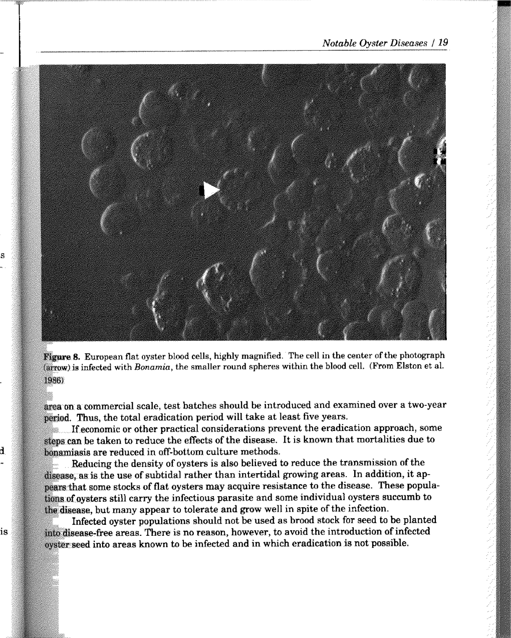 Notable Oyster Diseases / 28