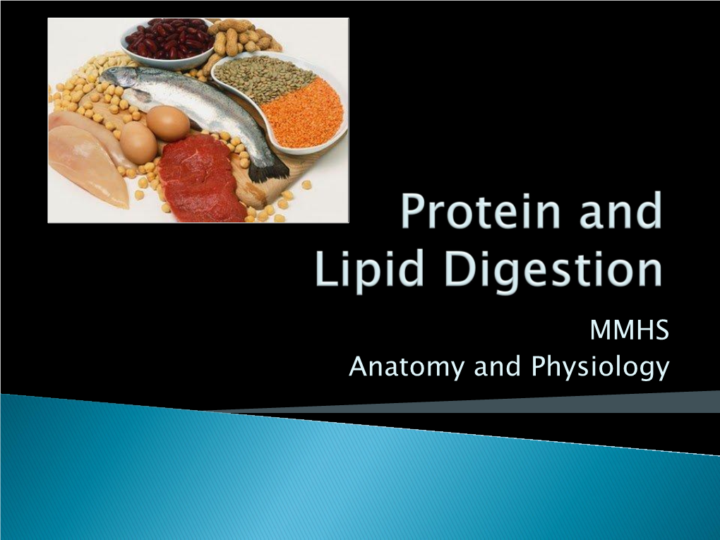 Protein and Lipid Digestion