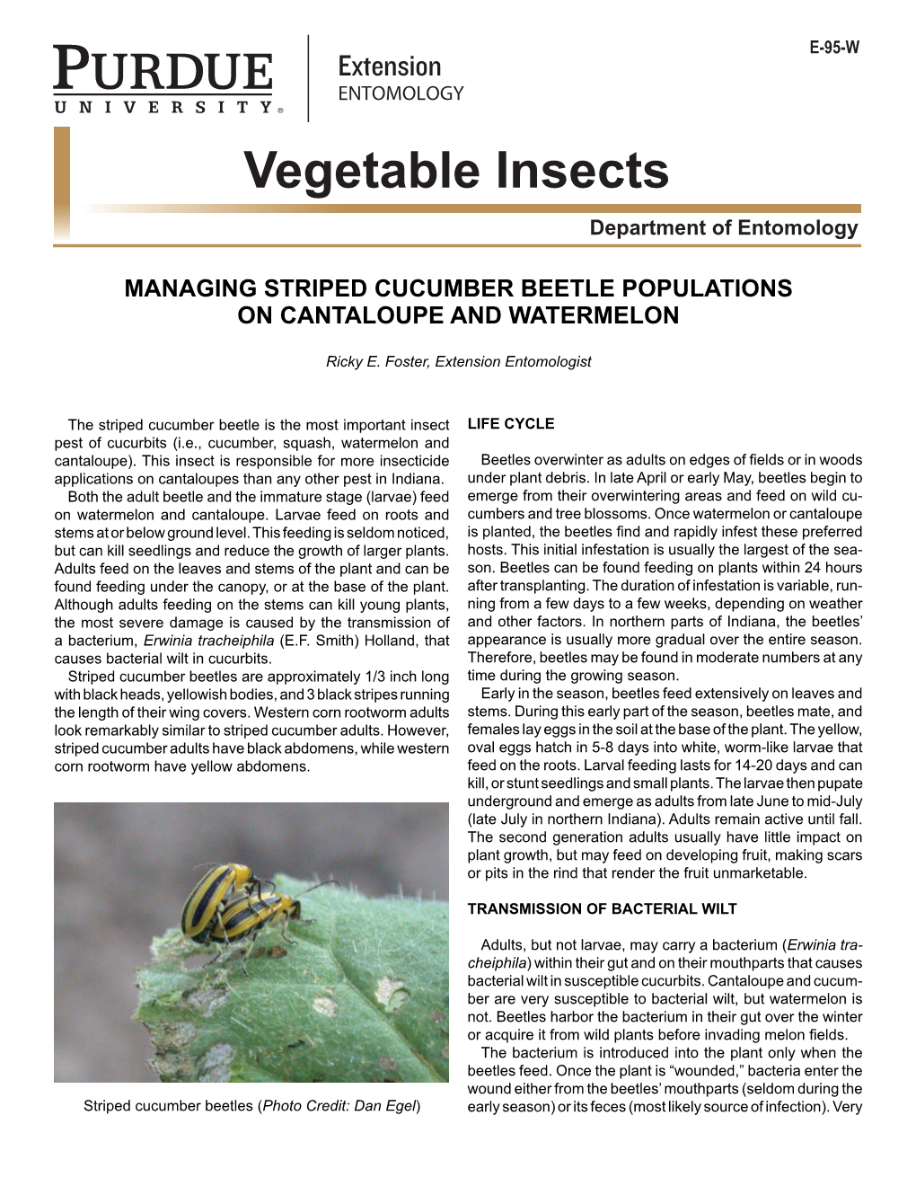 Vegetable Insects Department of Entomology