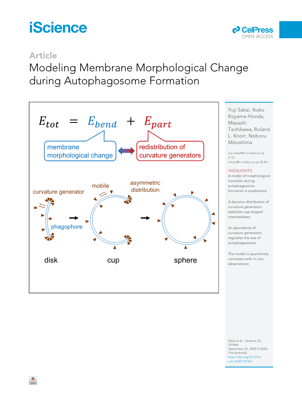 Modeling Membrane Morphological Change During Autophagosome Formation