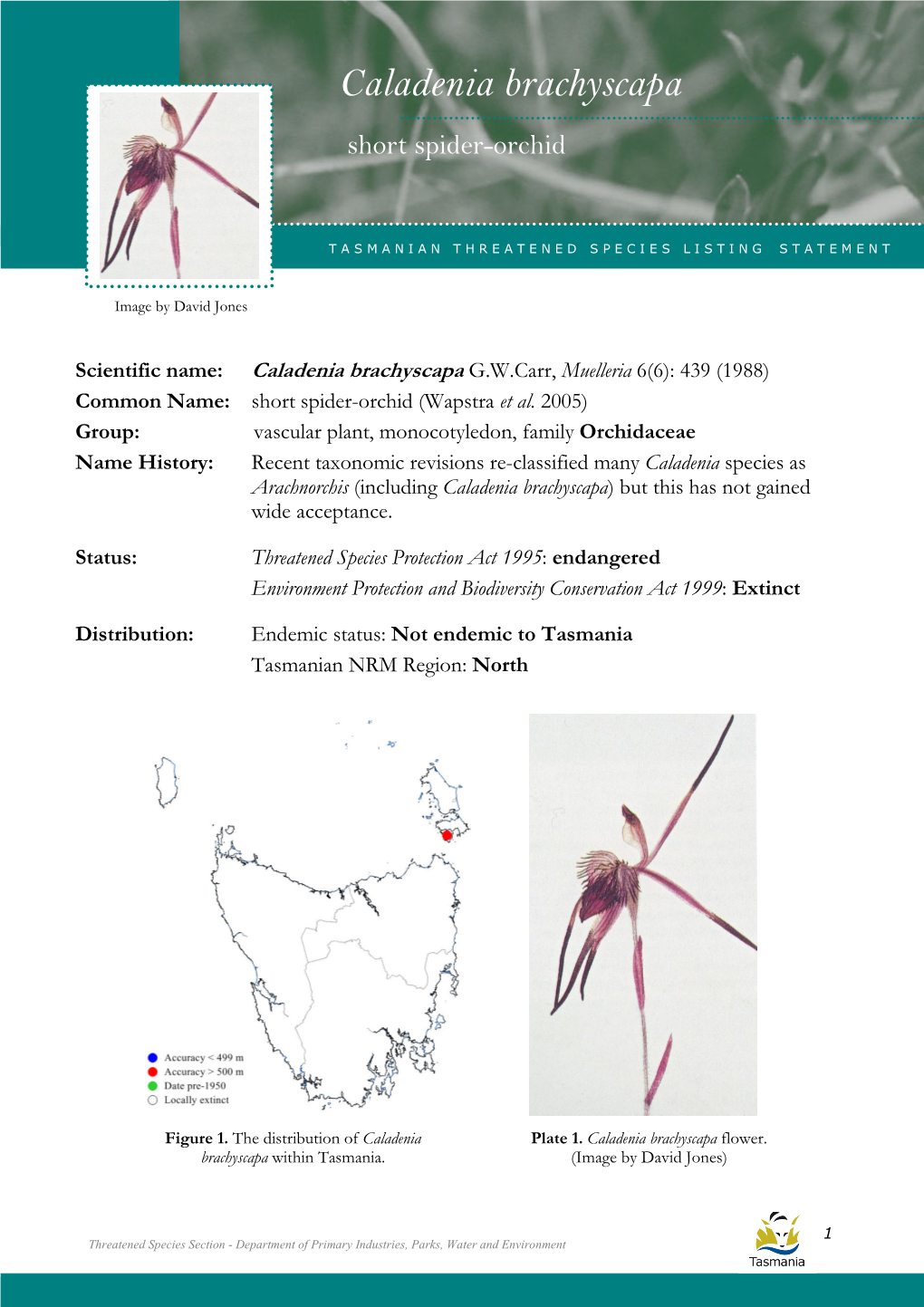 Caladenia Brachyscapa Brachyscapa (Short Spider-Orchid)