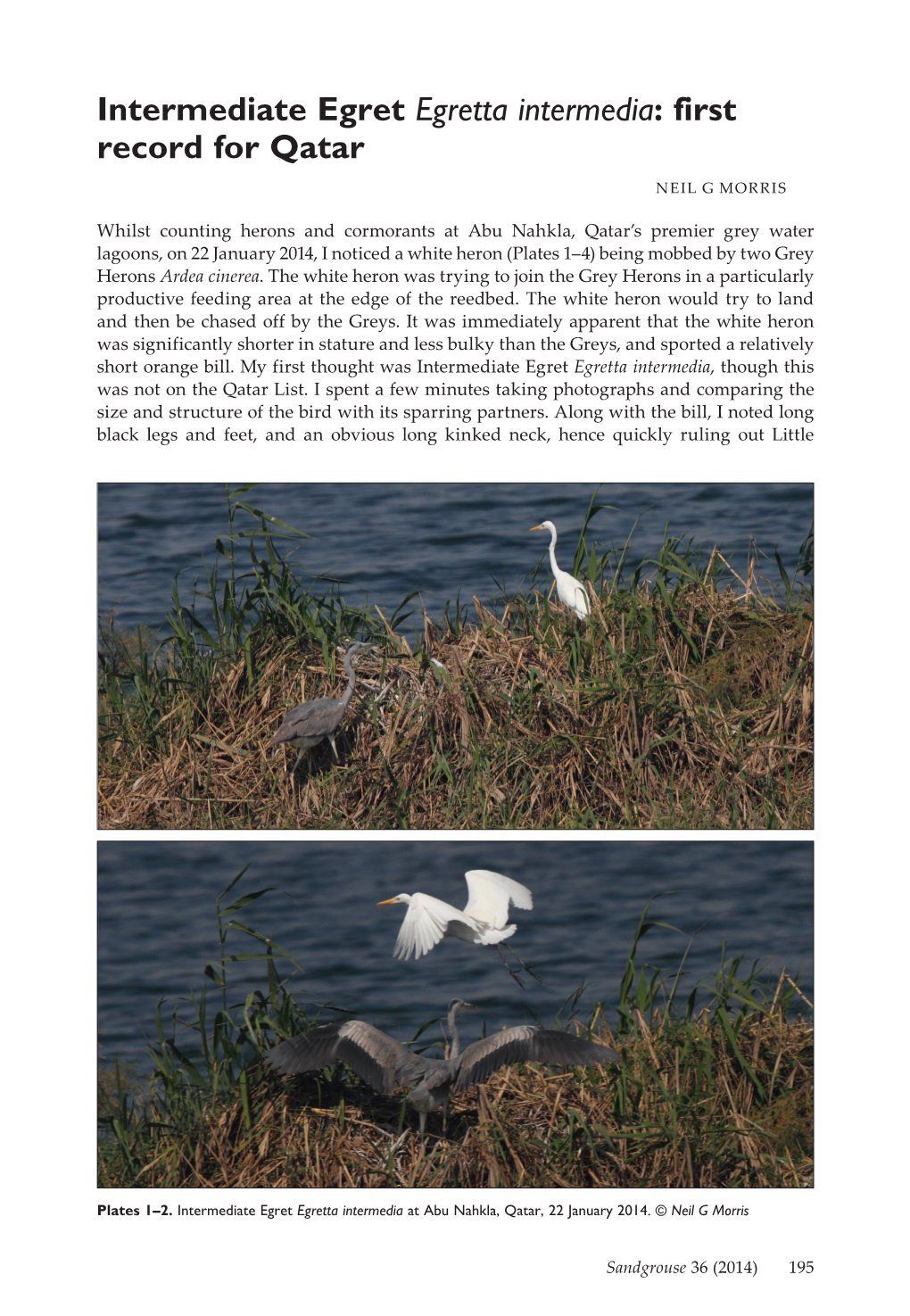 Intermediate Egret Egretta Intermedia: First Record for Qatar NEIL G MORRIS