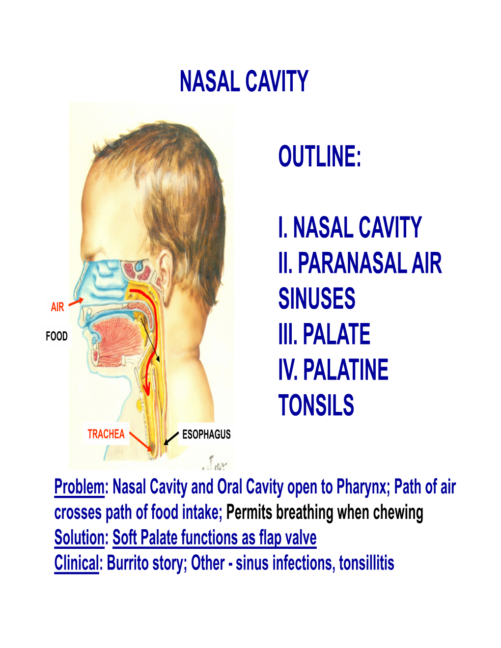 I. Nasal Cavity Ii. Paranasal Air Sinuses Iii. Palate Iv. Palatine Tonsils