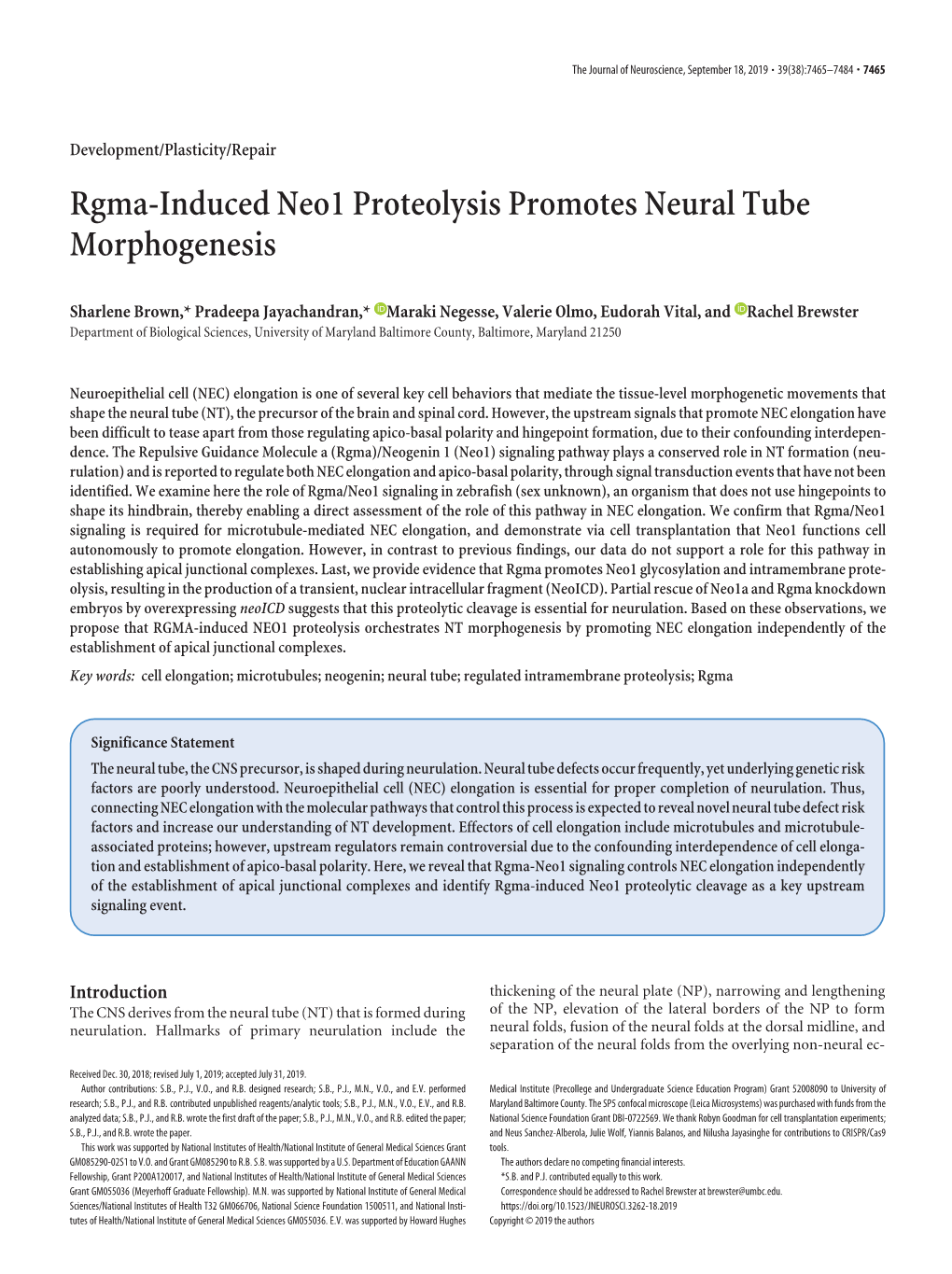 Rgma-Induced Neo1 Proteolysis Promotes Neural Tube Morphogenesis