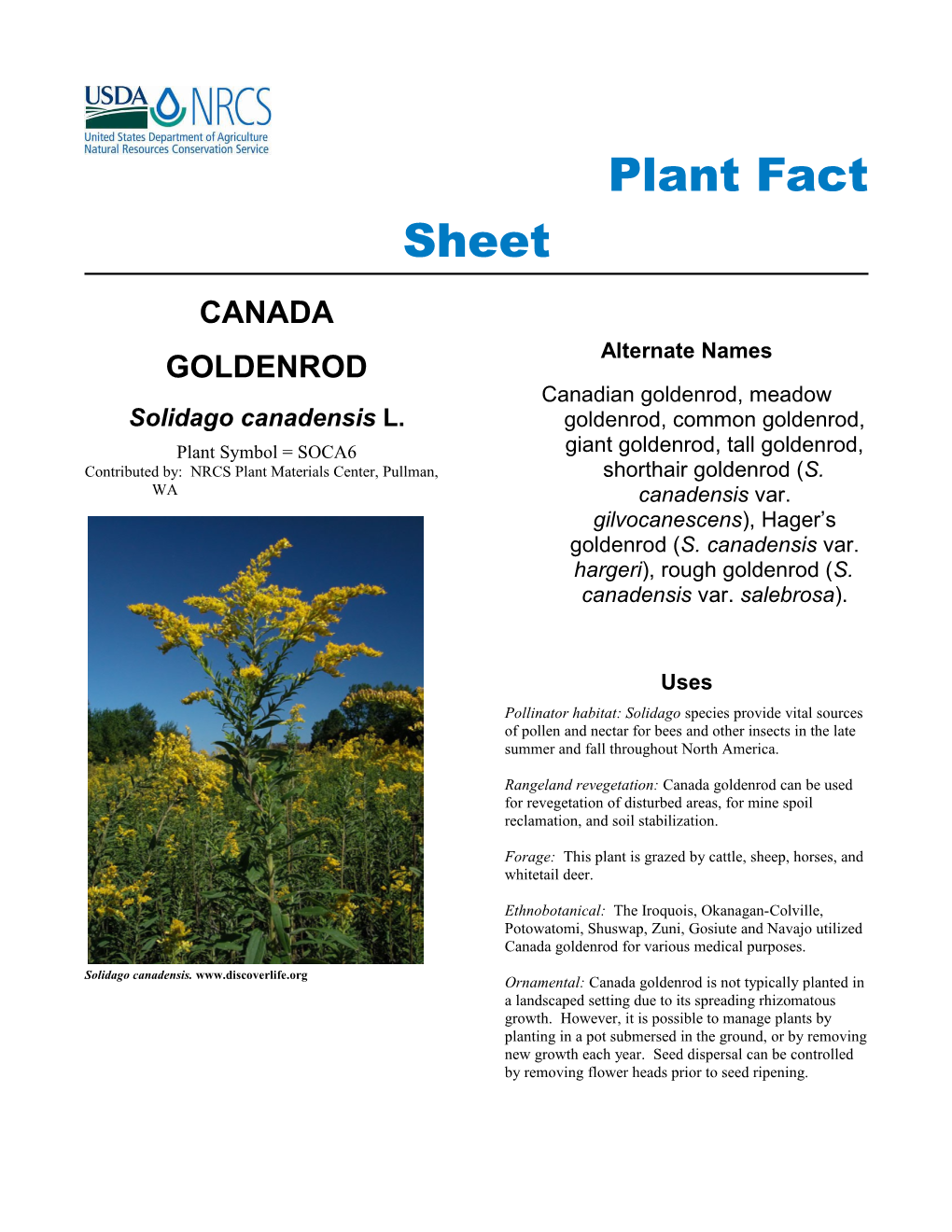 Plant Fact Sheet for Canada Goldenrod Solidago Canadensis