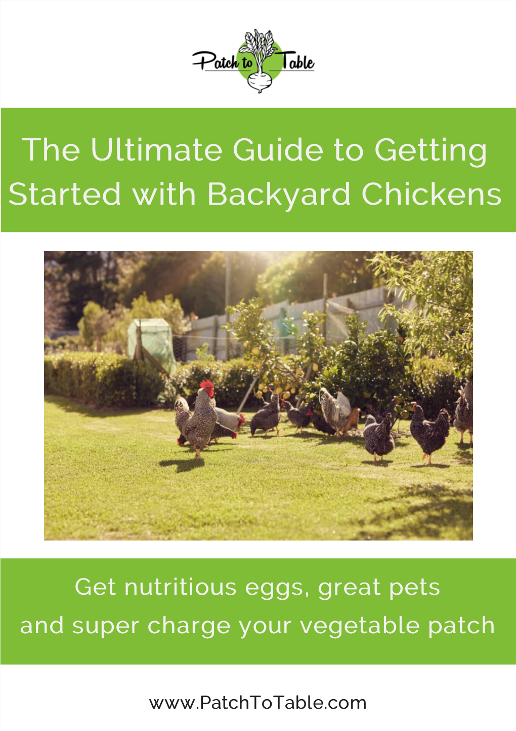 The Ultimate Guide to Getting Started with Backyard Chickens