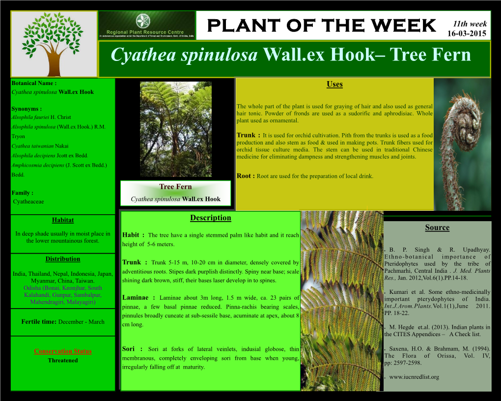 PLANT of the WEEK 11Th Week 16-03-2015 Cyathea Spinulosa Wall.Ex Hook– Tree Fern