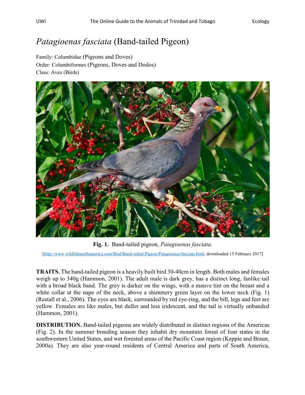 Patagioenas Fasciata (Band-Tailed Pigeon)