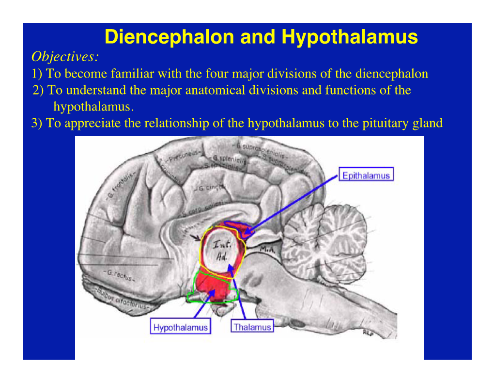 Diencephalon and Hypothalamus