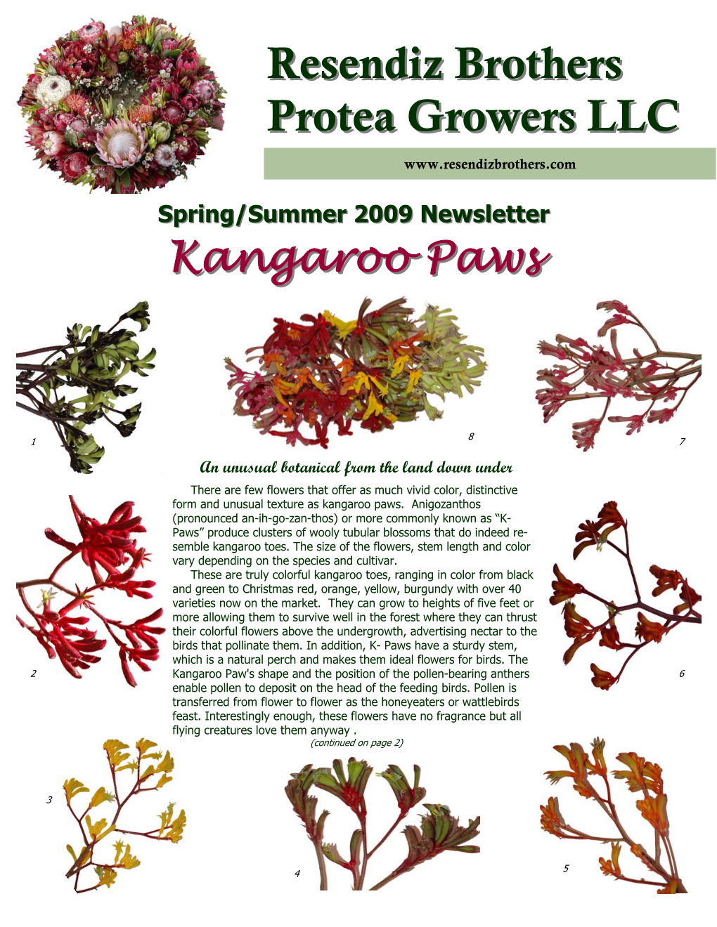 20092009 Newsletternewsletter Kangarookangaroo Pawspaws