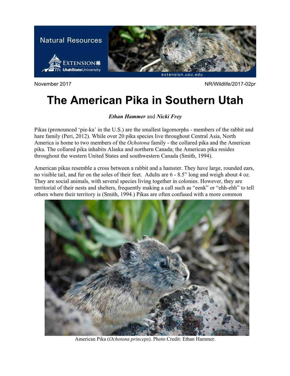 The American Pika in Southern Utah