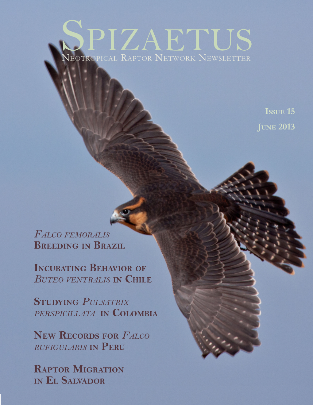 Spizaetus Neotropical Raptor Network Newsletter