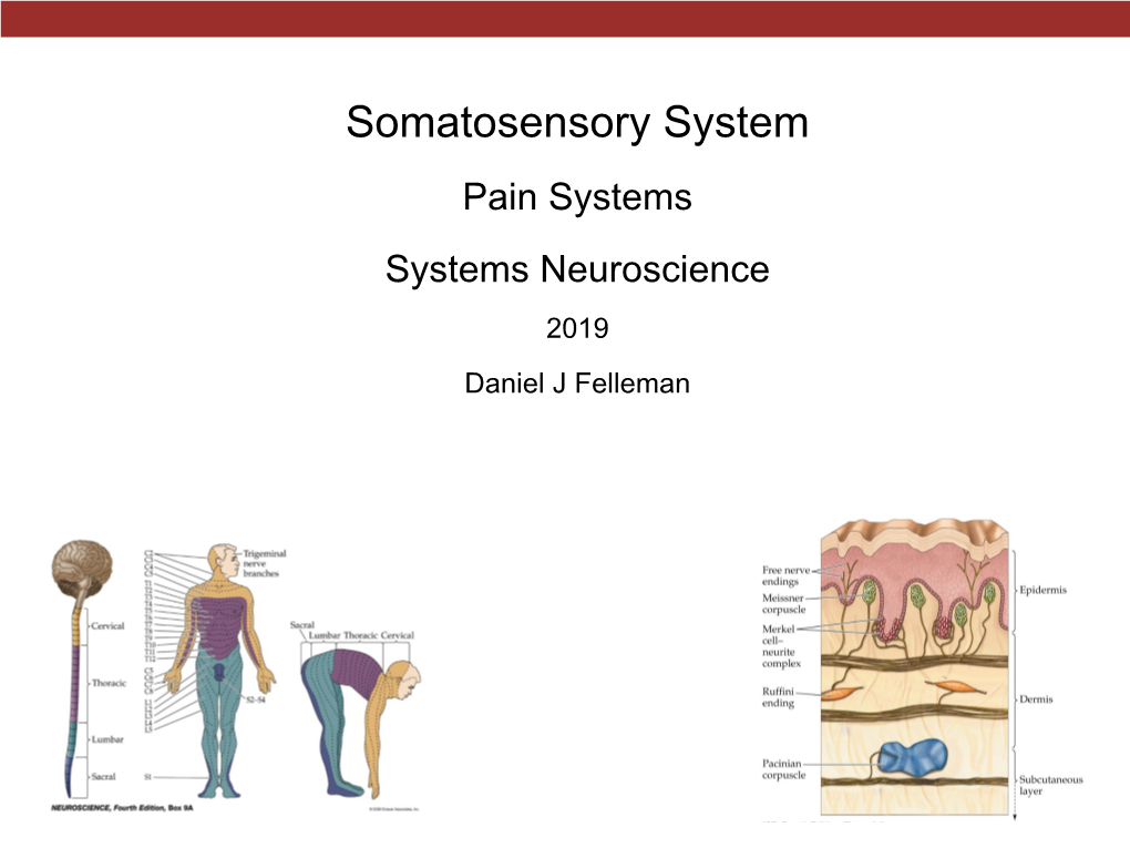 Somatosensory System