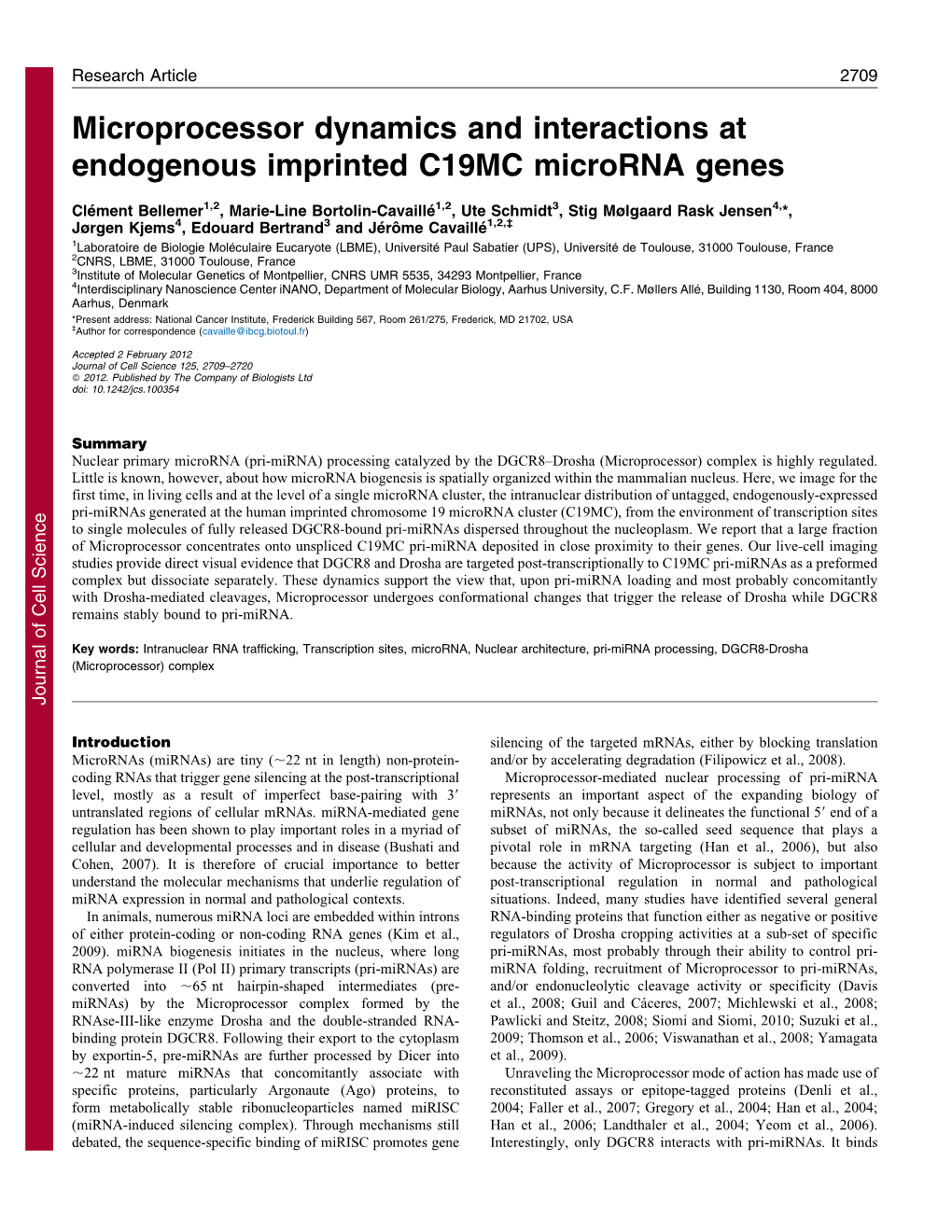 Microprocessor Dynamics and Interactions at Endogenous Imprinted C19MC Microrna Genes