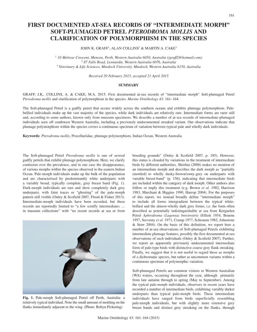 Soft-Plumaged Petrel Pterodroma Mollis and Clarification of Polymorphism in the Species