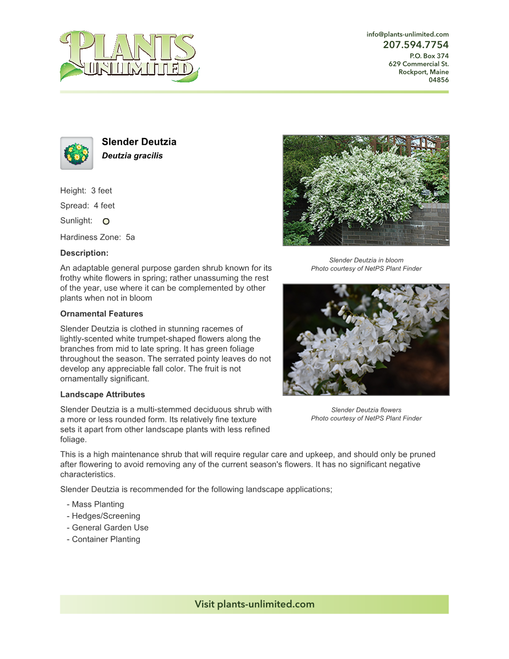 Plants Unlimited Slender Deutzia