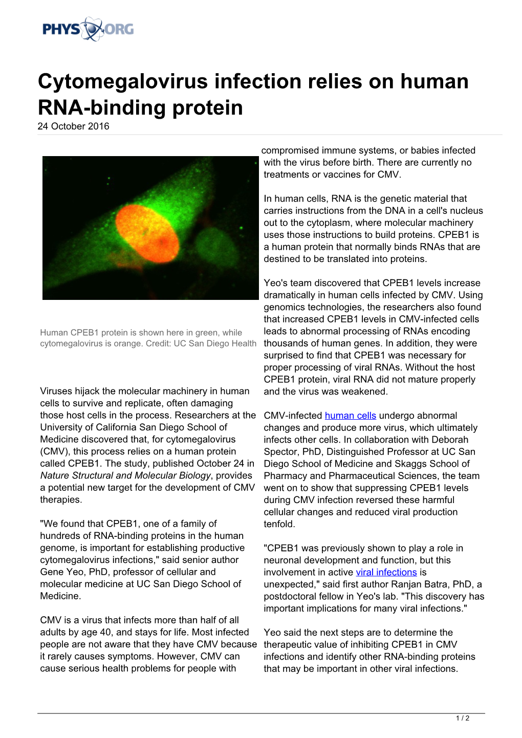 Cytomegalovirus Infection Relies on Human RNA-Binding Protein 24 October 2016